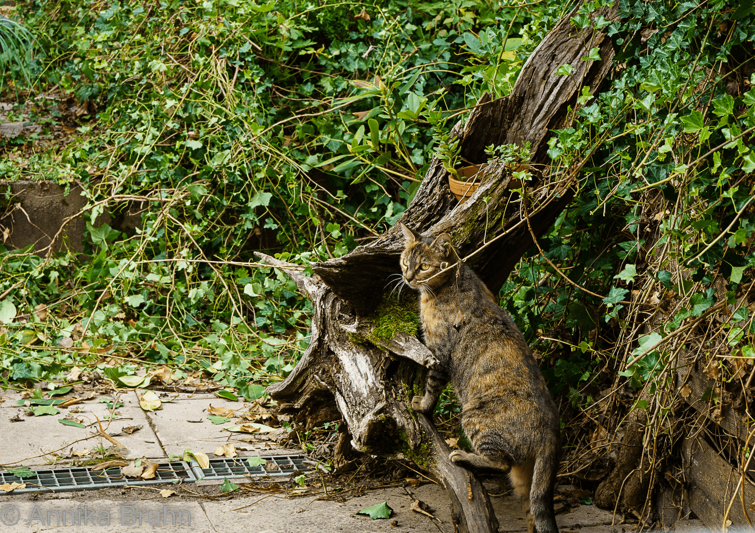 Bergsteiger Katze